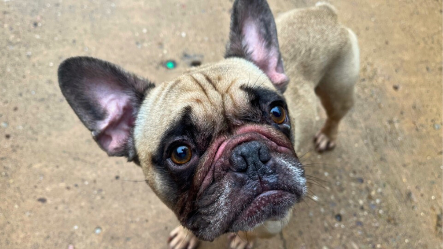 Louie