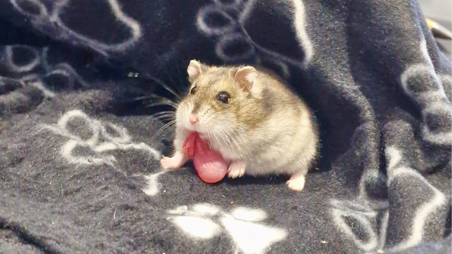 Mr Pickles