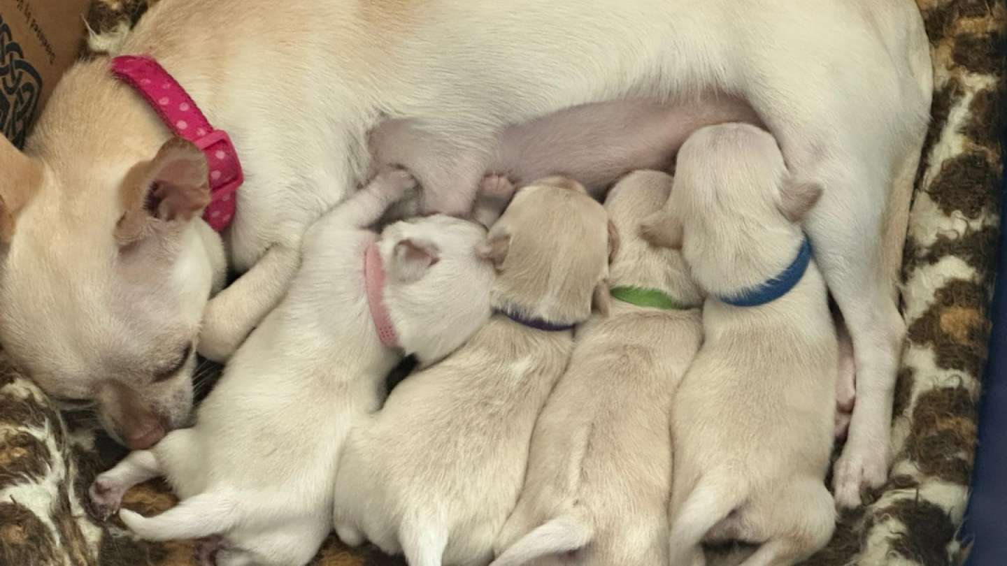 Angel and puppies