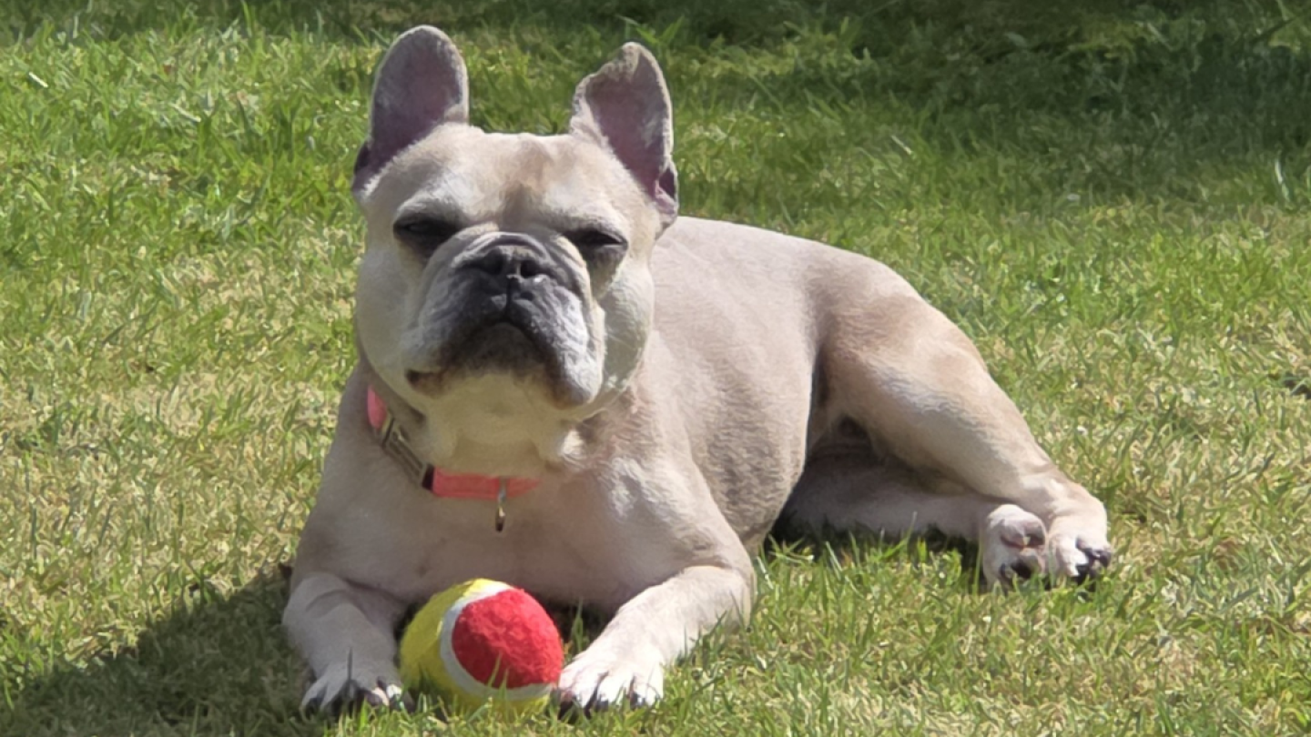 Bonnie