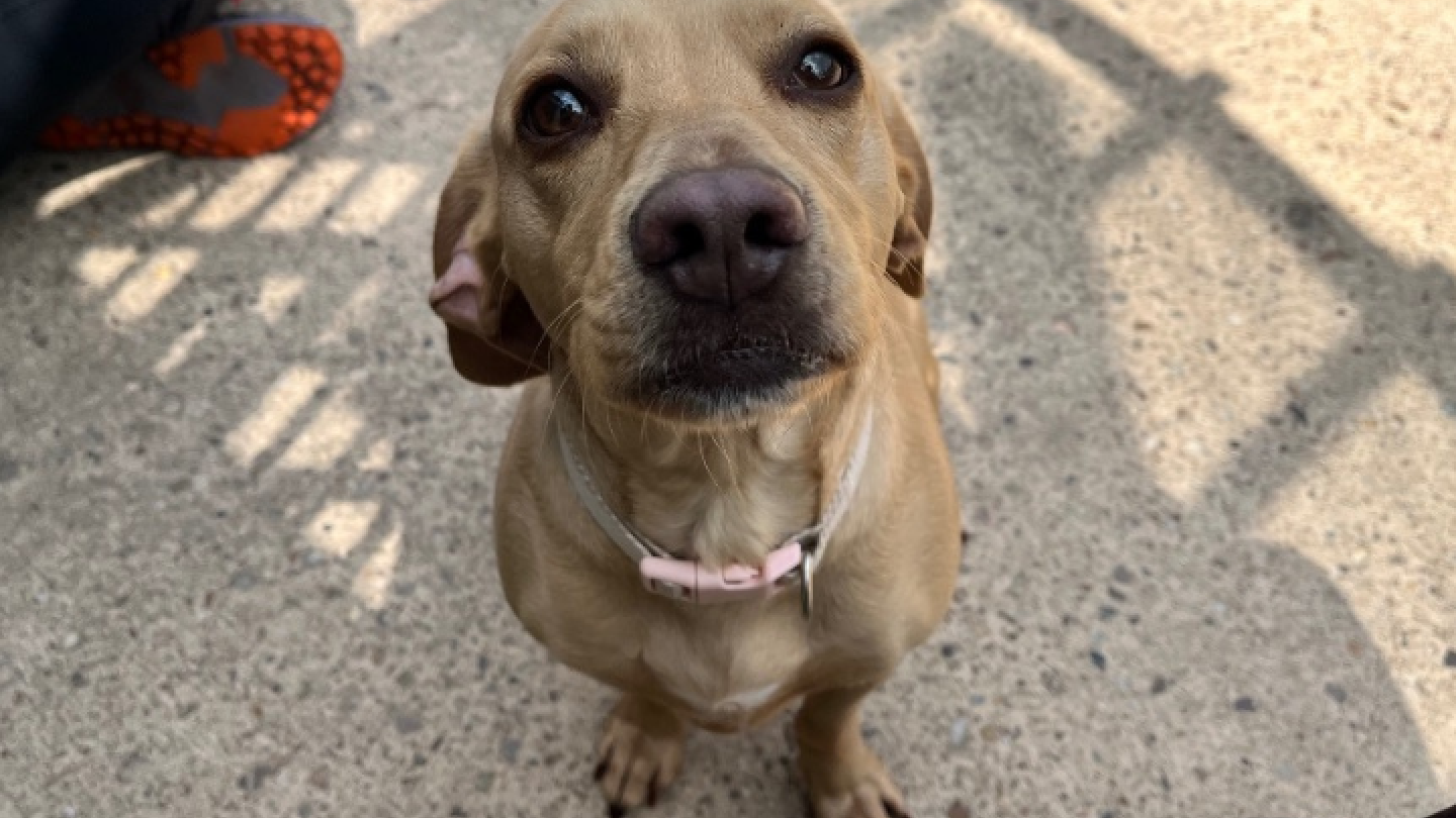 Lacey dog