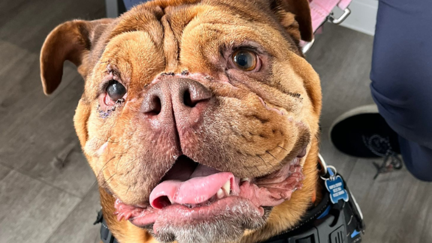 Margo after. British bulldog.