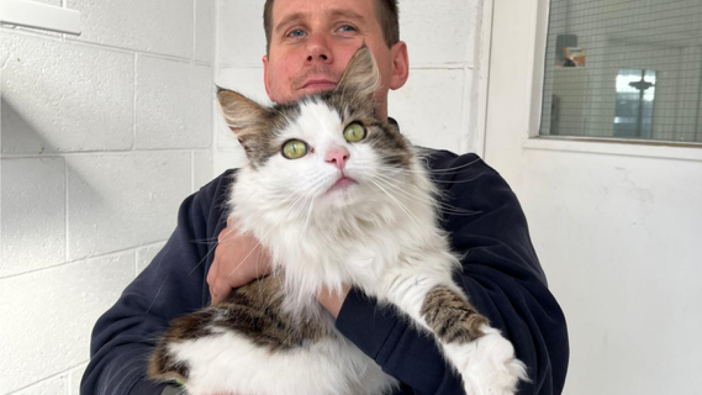 Mat, our cattery team leader, is holder Harper, a large tabby and white rescue cat