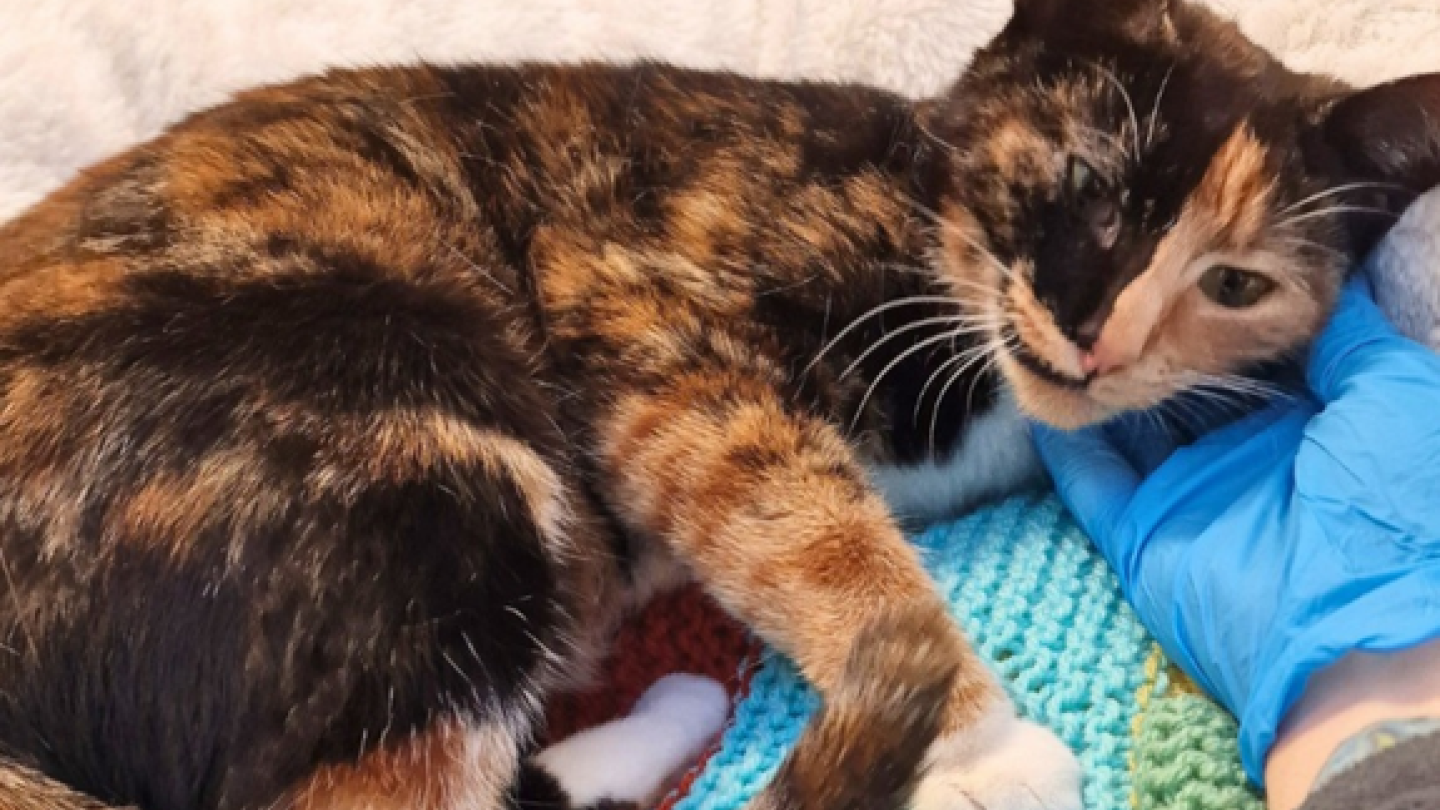 Jaffa, a tortie cat, laying in a bed with her head in the hand of a staff member