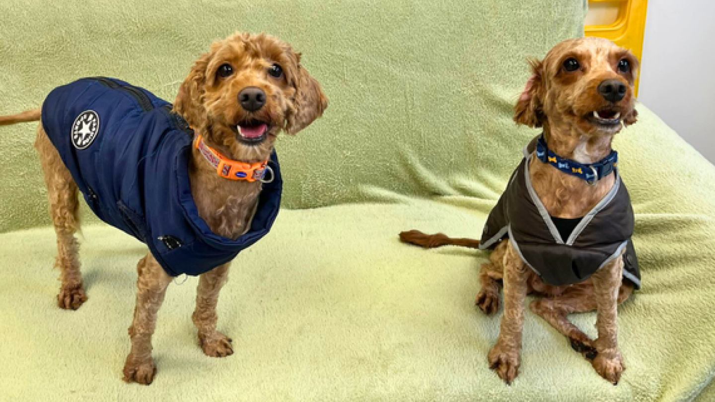 Roo and Willow, young cockapoos, are sitting on a sofa after having an intensive grooming session. They are both wearing coats to help keep them warm and have very happy expressions on their faces.
