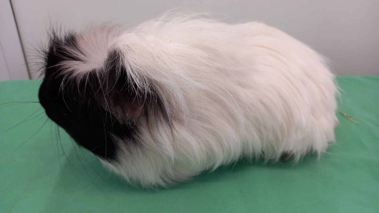 Piggy Styles