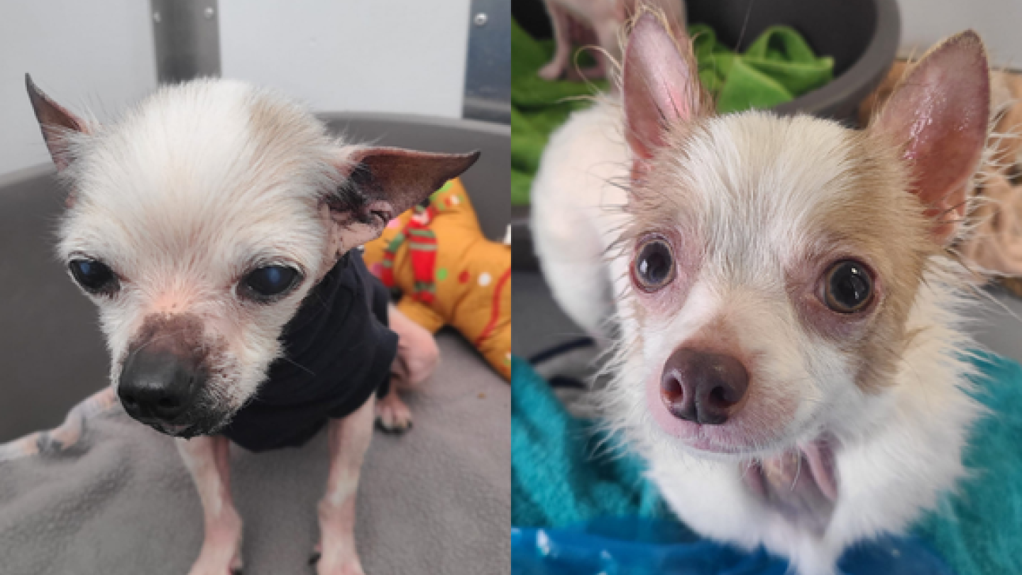 Two photos of chihuahuas, both wearing jumpers due to lack of fur