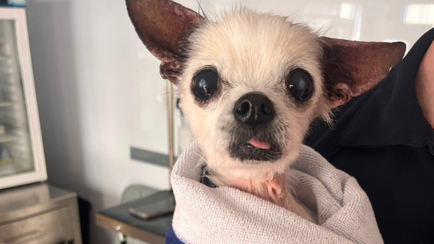 An elderly chihuahua is wrapped in a towel and being held by a member of staff in our vet room