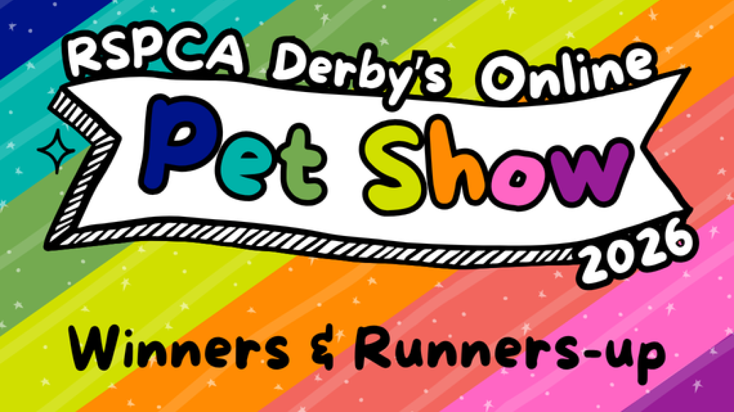 Online Pet Show banner on a colourful background