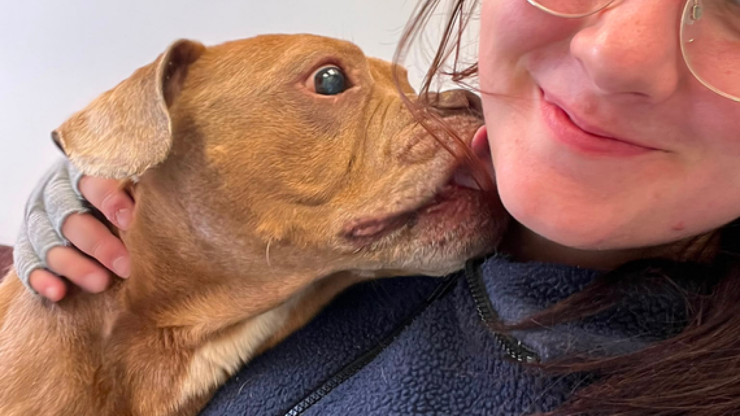 A ginger dog is licking a staff members face