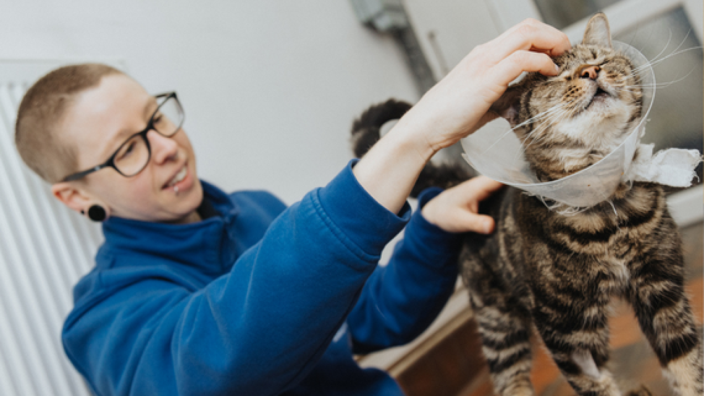 A tabby cat wearing a cone is having a fuss from a member of staff