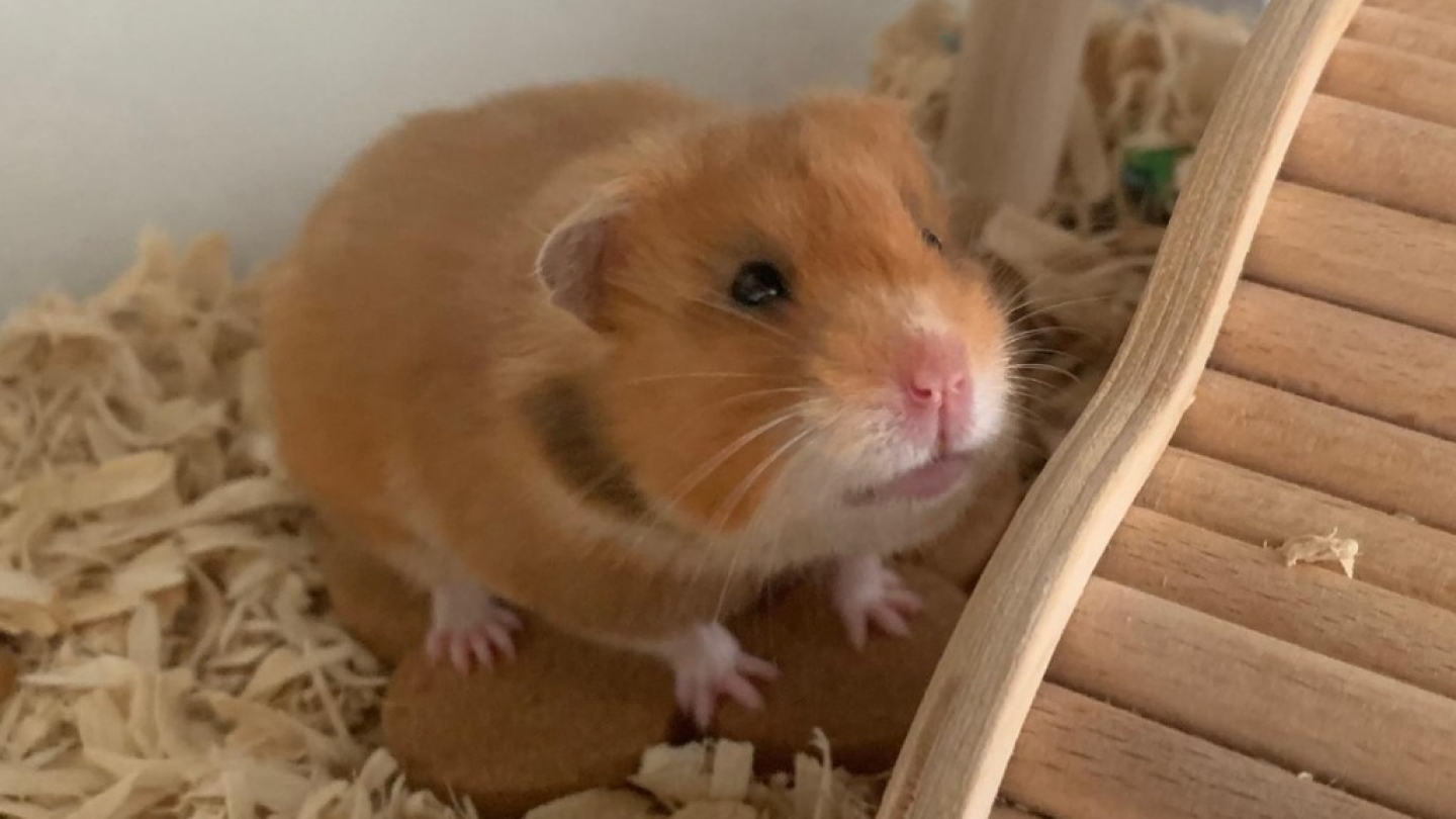 Gigi