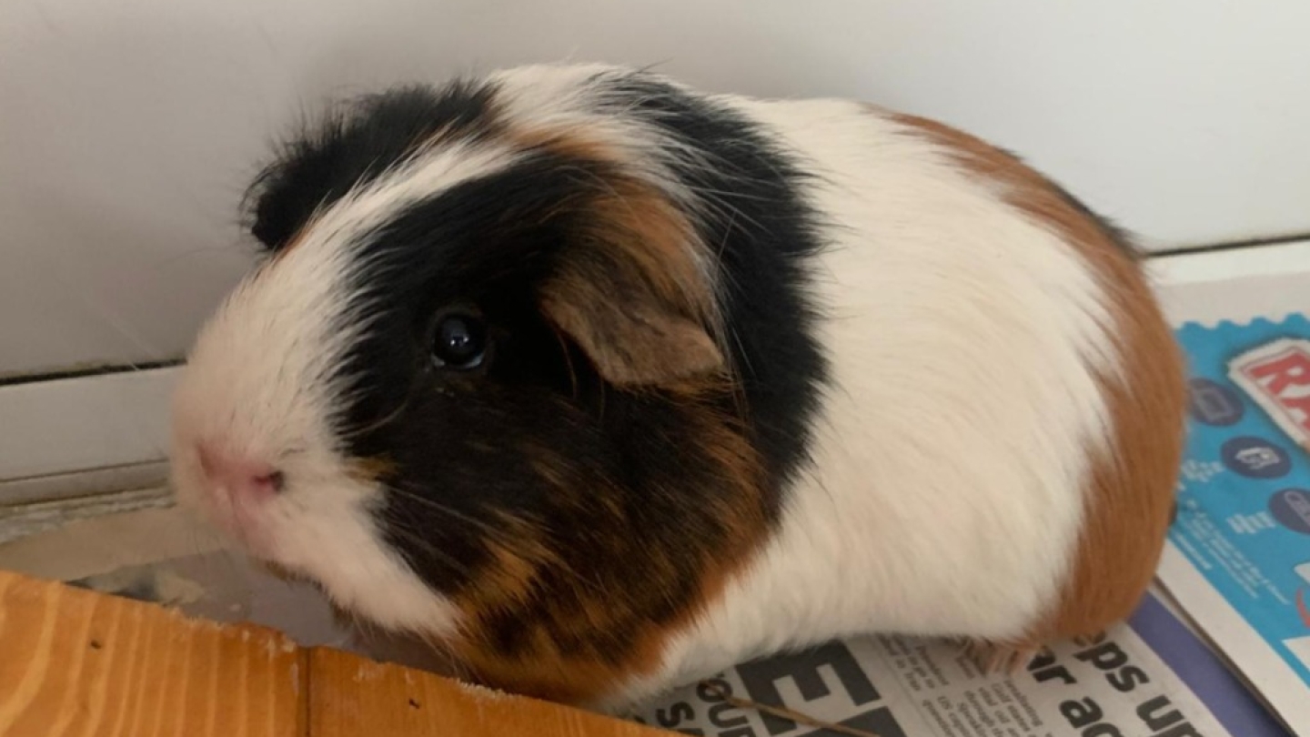 Marmalade