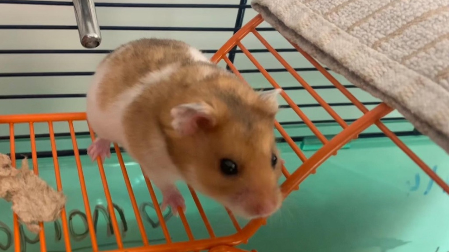 Chico