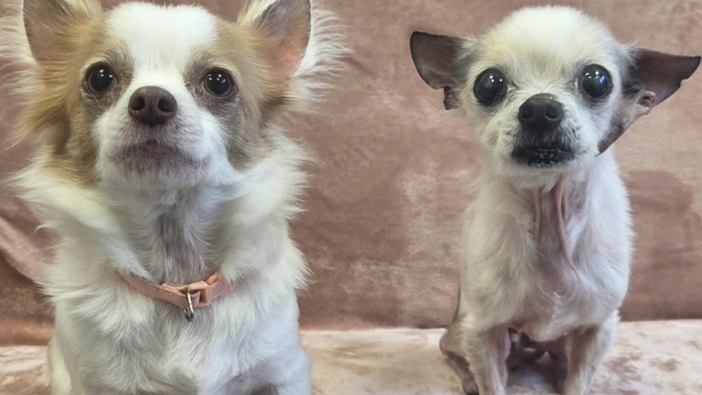 Daisy & Caramel