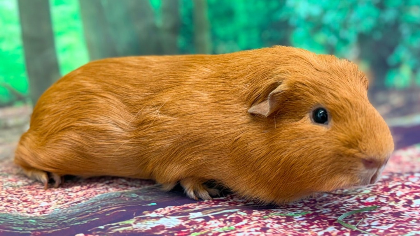 Sweet Potato