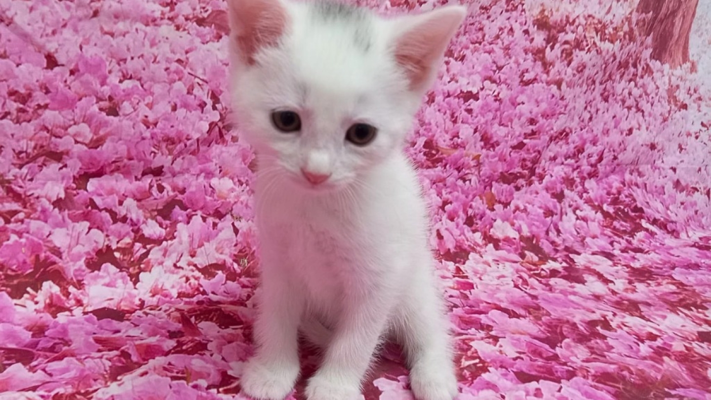 Paneer