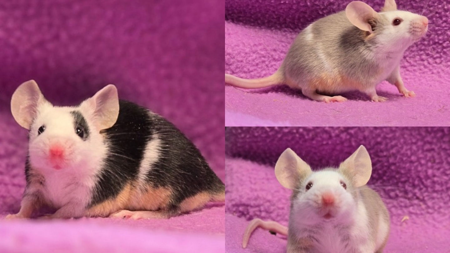 Chia, Thimble & Zippy