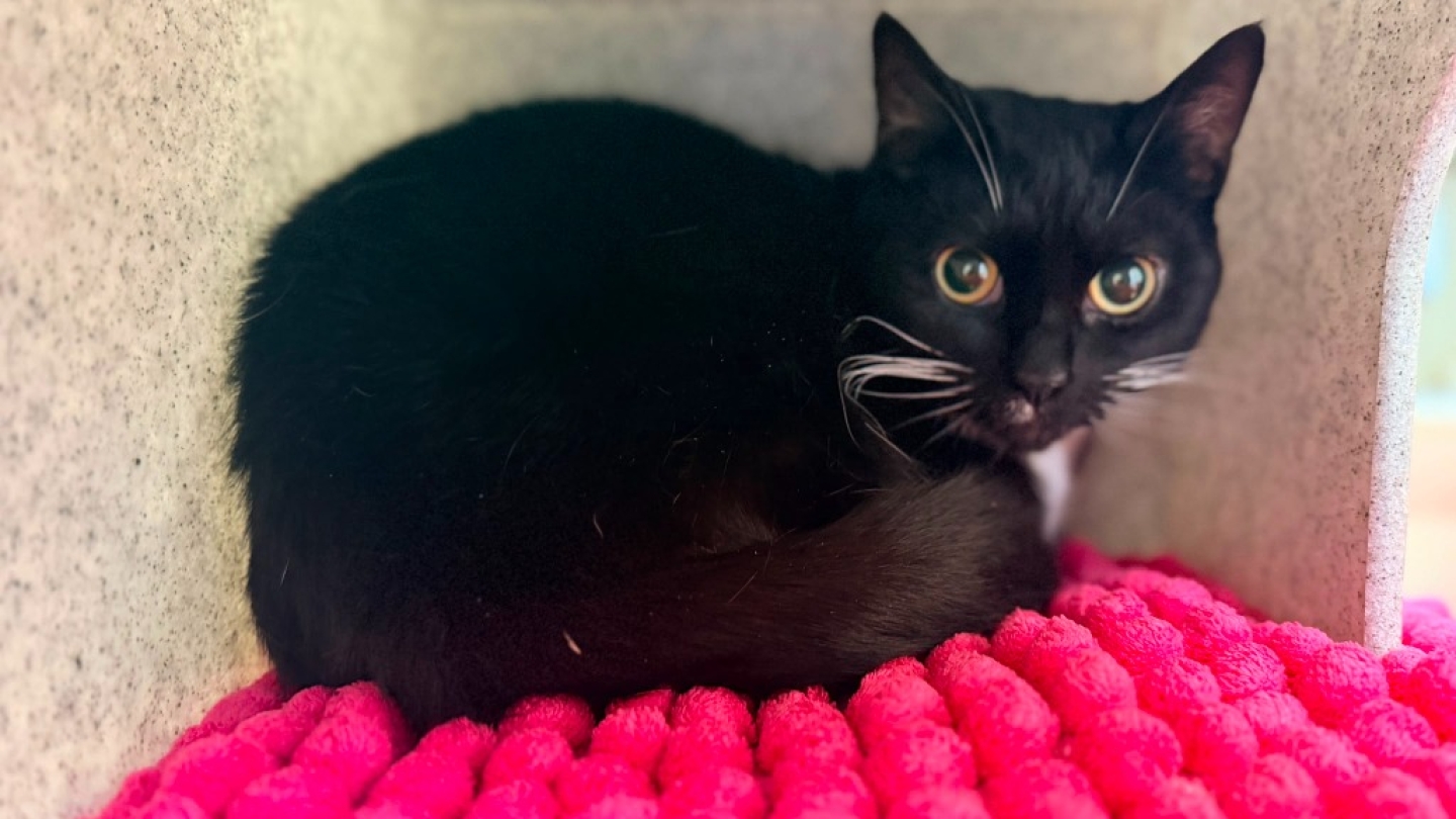 Princess
