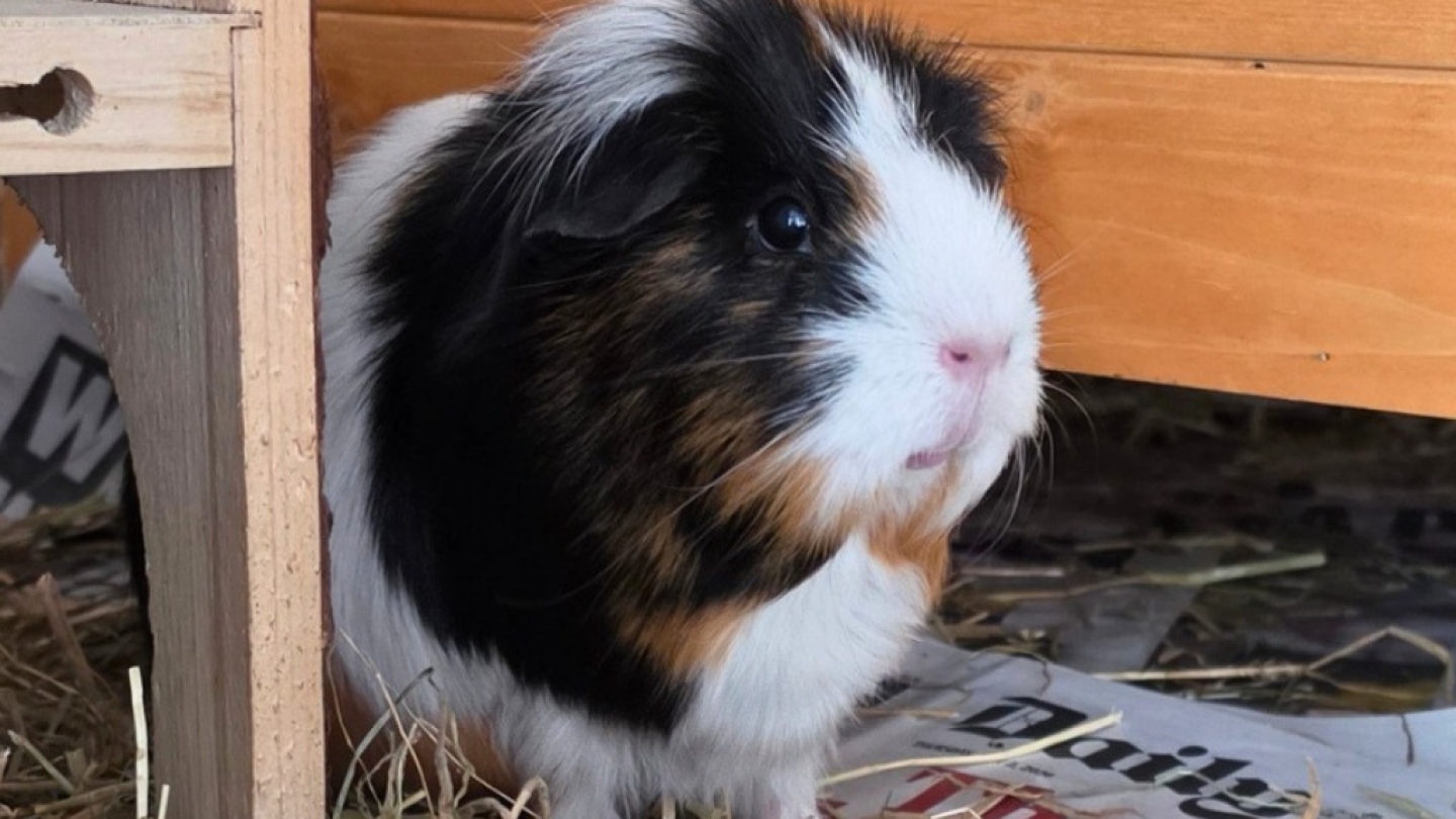 Marmalade