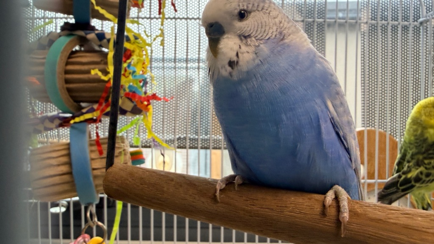 Blue & Cactus