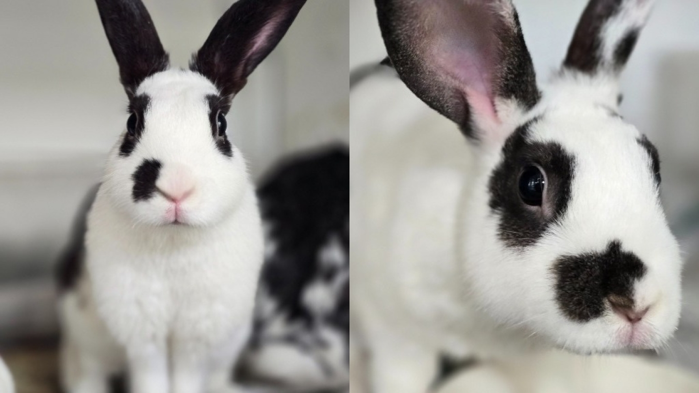 Dolly & Kiki