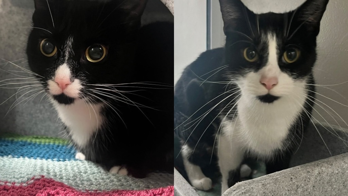 Kiko & Kola