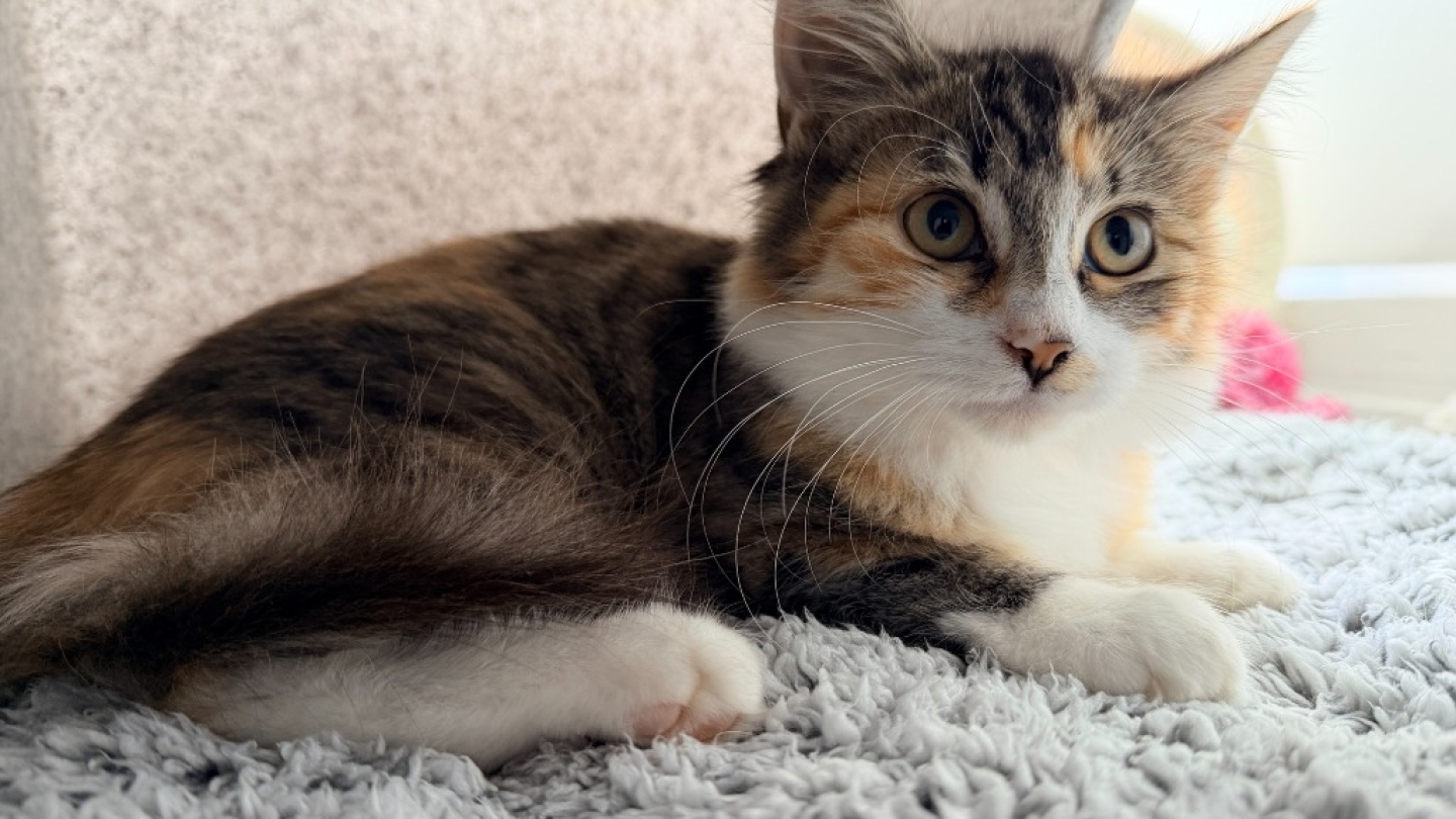 Cinnamon
