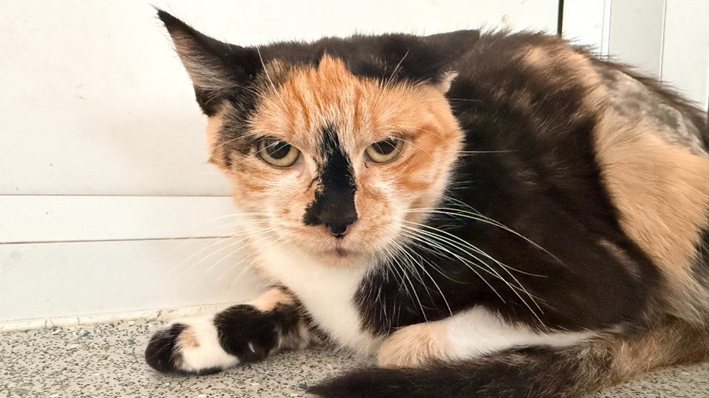 Chloe