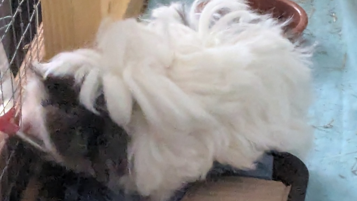 Floof & Chocolate