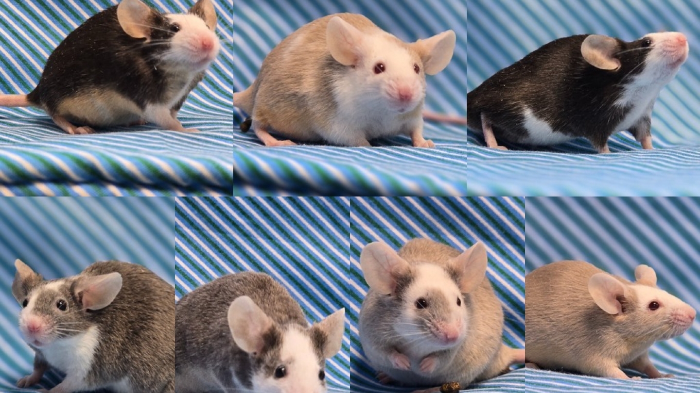 Buttons & Friends