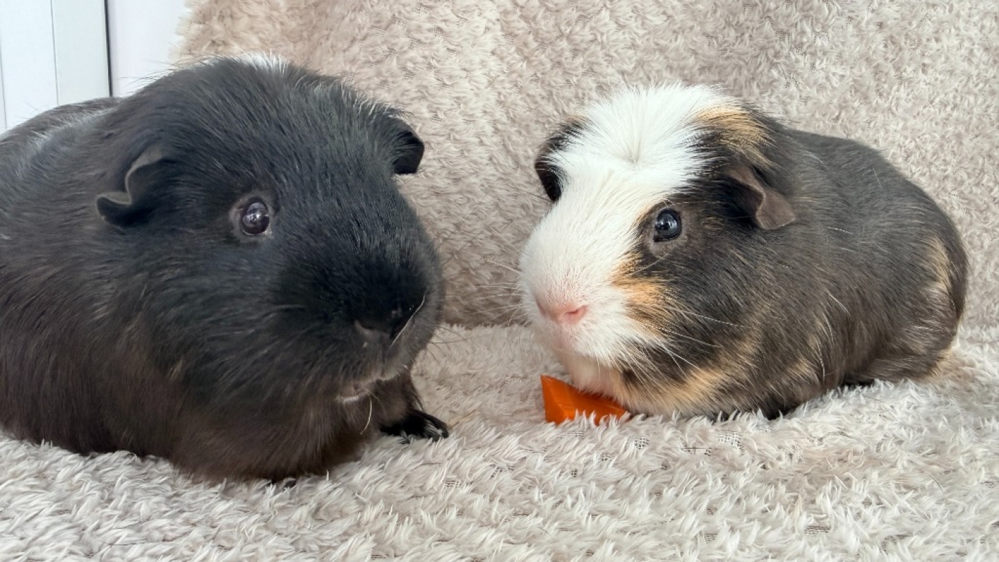 Tigger & Milo