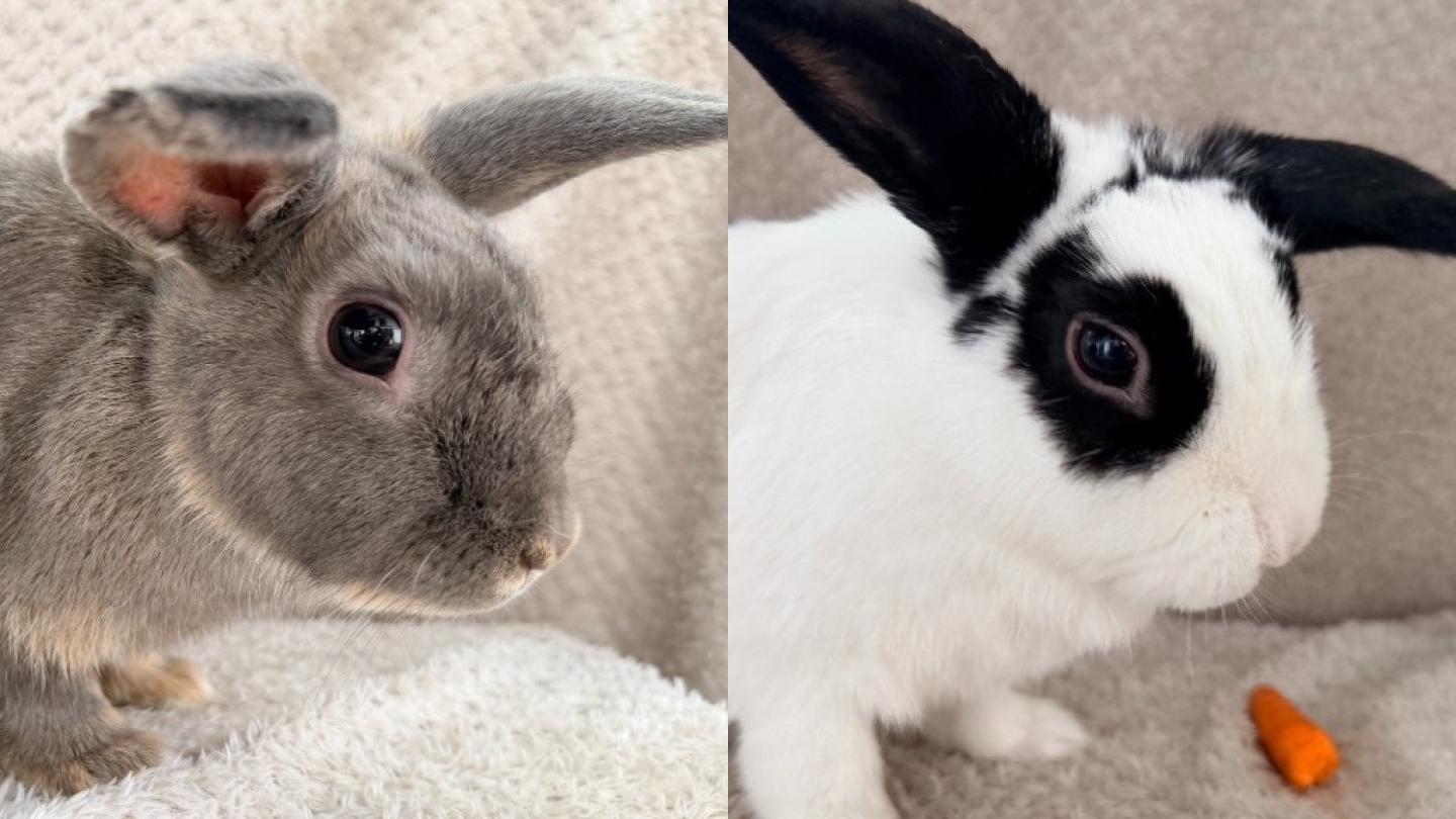 Pinto & Bean