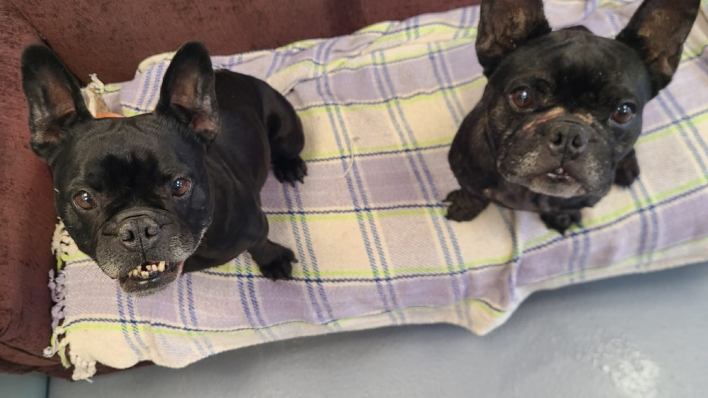 Dotty & Bella