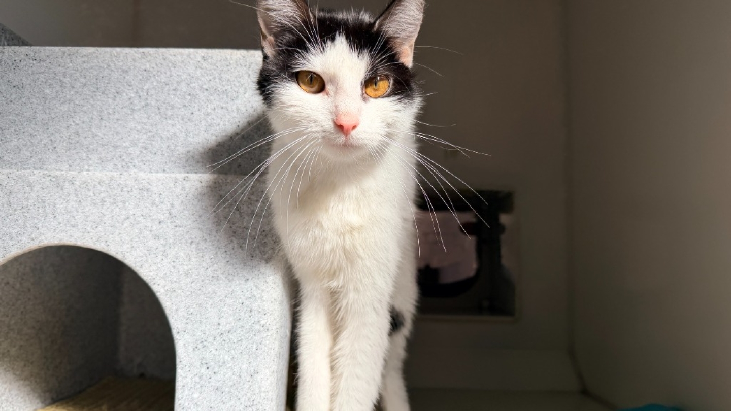 Duchess