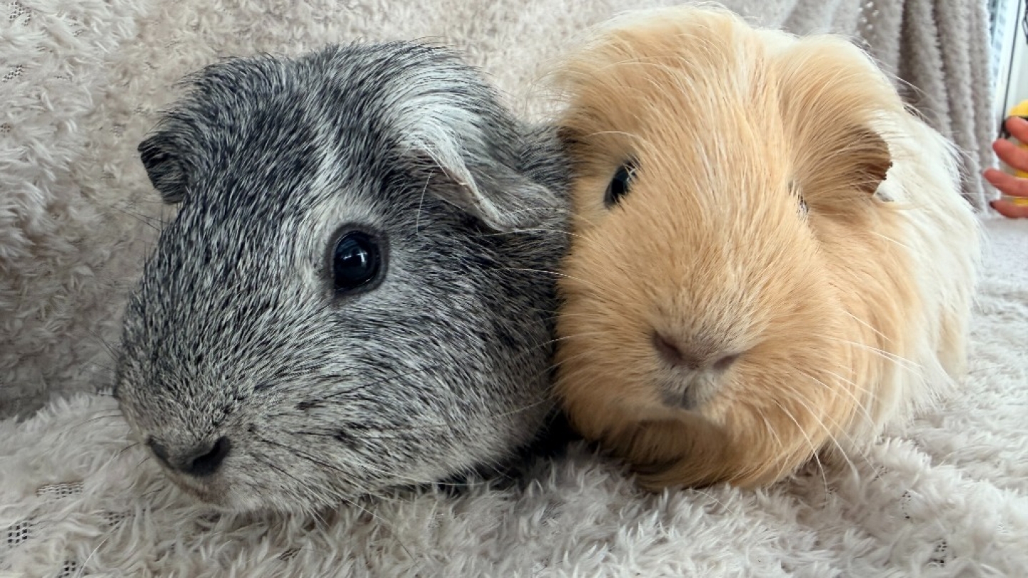 Grav & Scoff