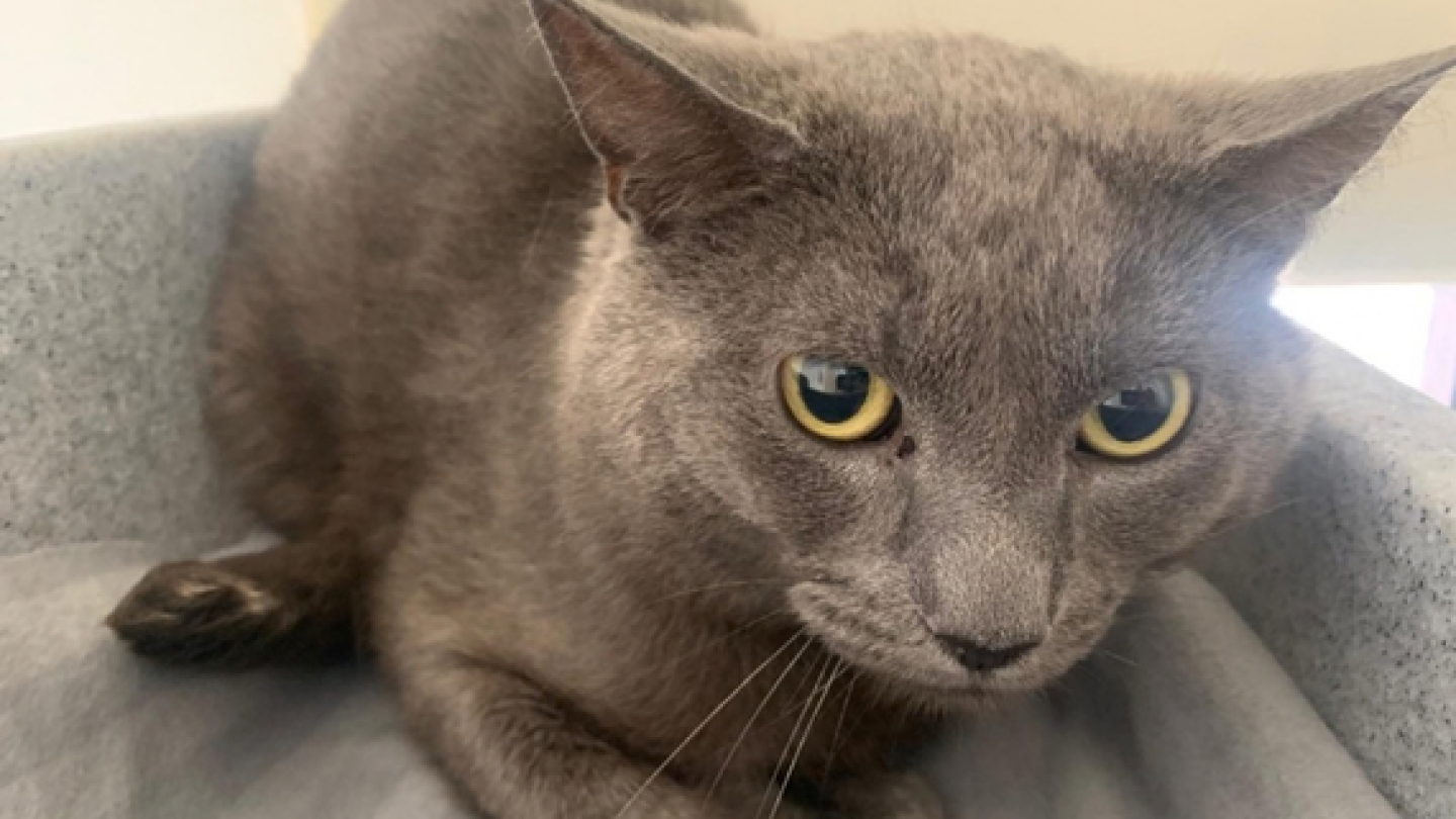 A grey cat is laying in a cat bed with his ears flat, looking very scared