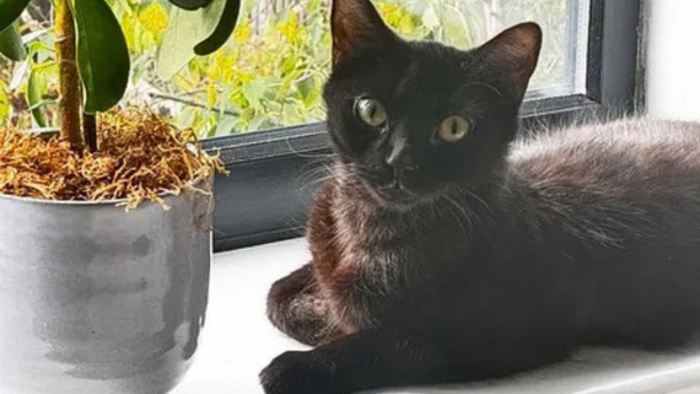 A black cat sits on a windowsill, next to a potted plant. She is looking at the camera