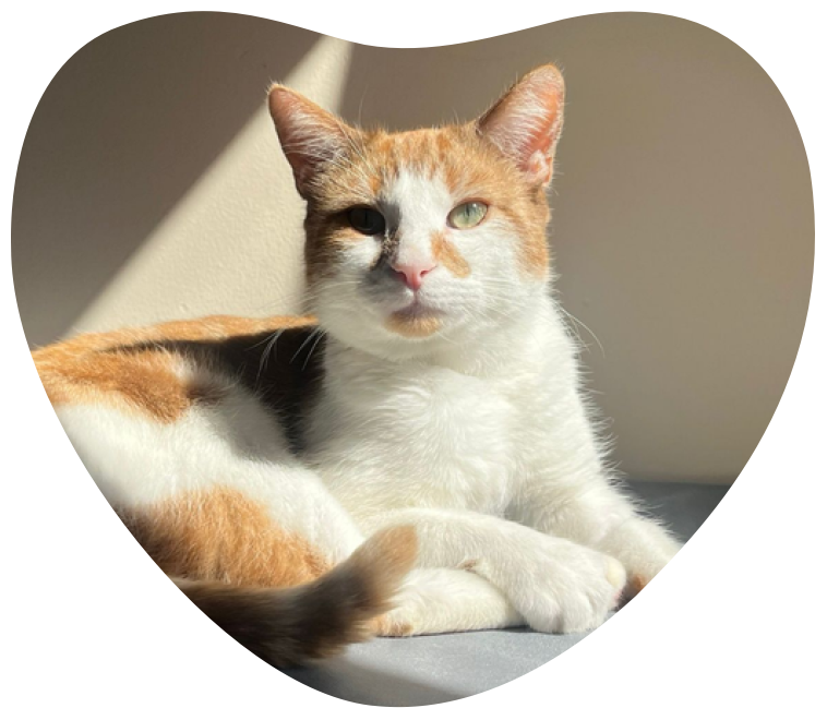 A ginger and white cat is laying on a cushion in the sun