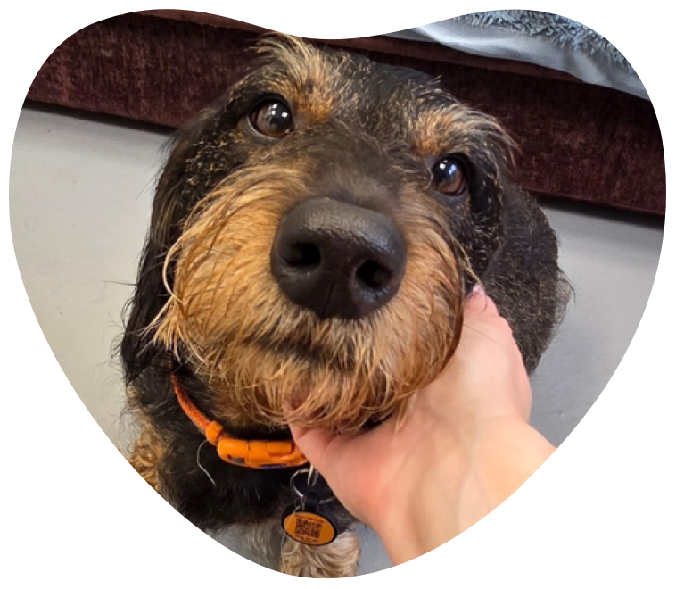 A black and tan dog has his head in a persons hand and is looking at the camera