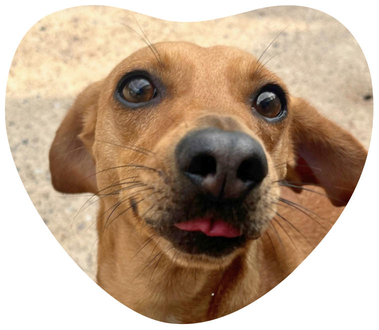 A tan coloured sausage dog is looking at the camera with her tongue sticking out