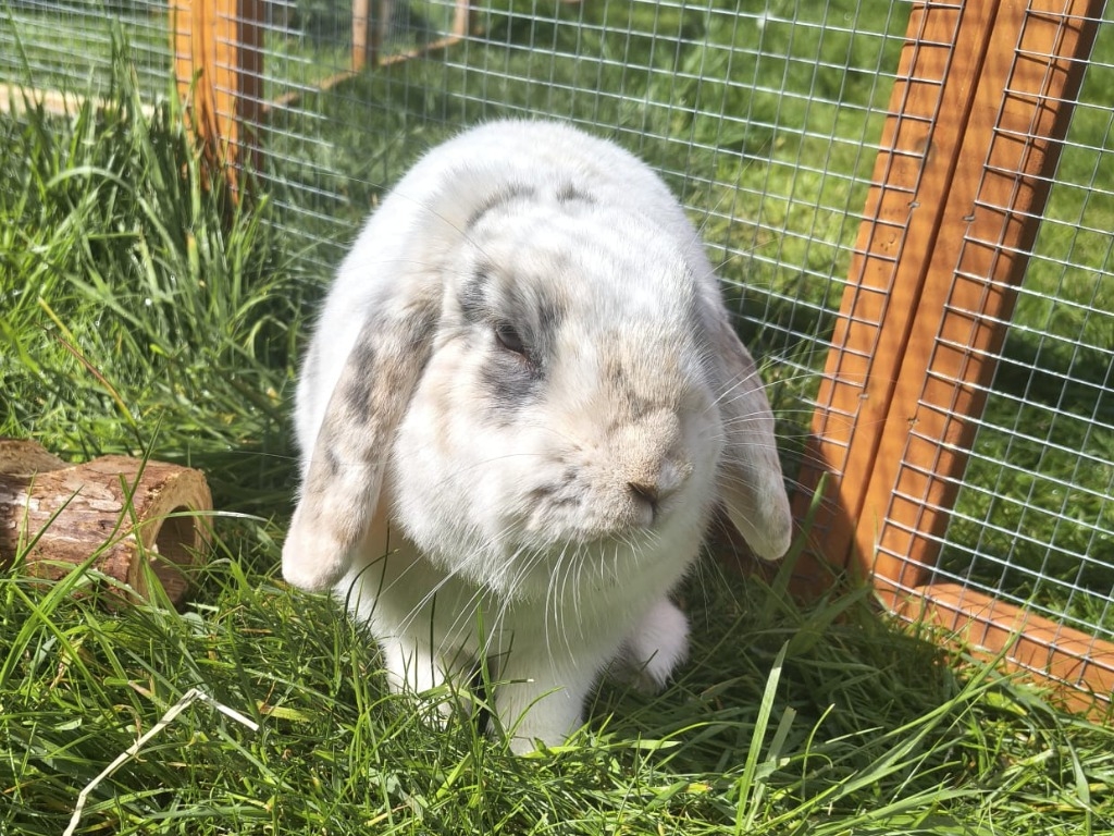 Bonnie