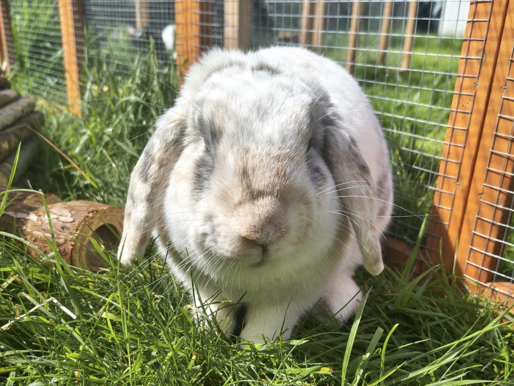 Bonnie — photo 3