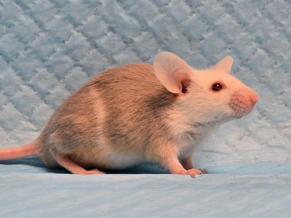 Image 2