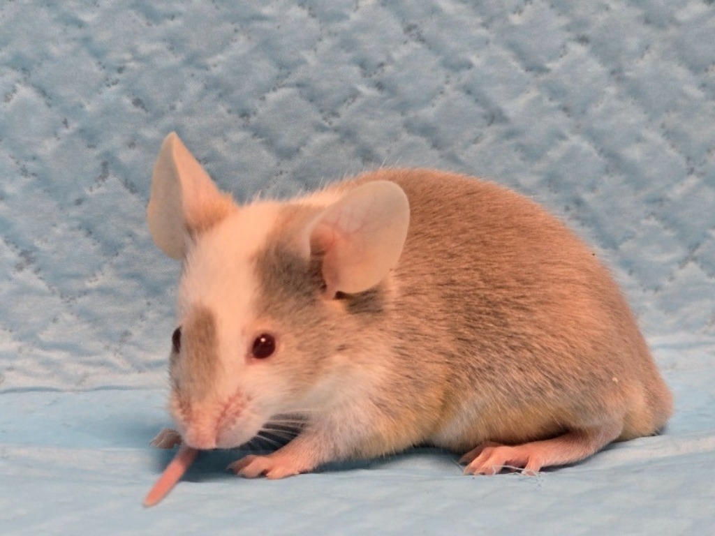 Image 7
