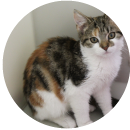 Cat Image