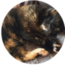 Cat testimonial