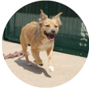 Dog testimonial