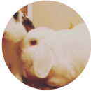  Alice (Rabbit)