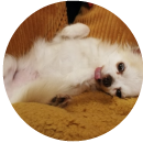 Alex (Dog)